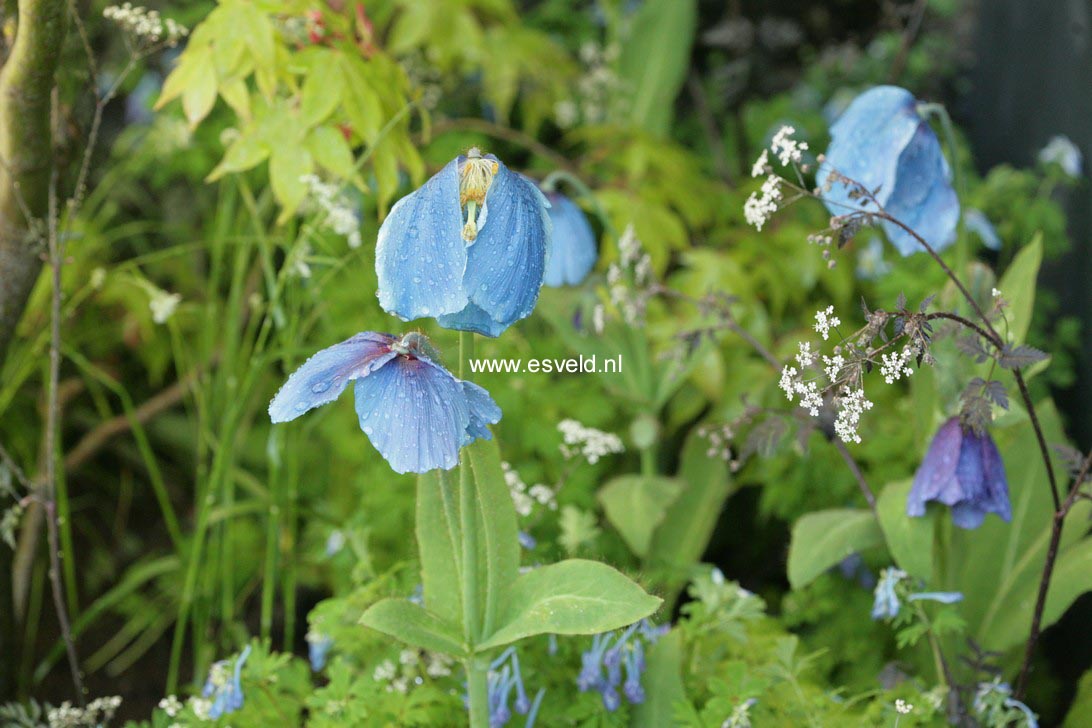 Meconopsis betonicifolia