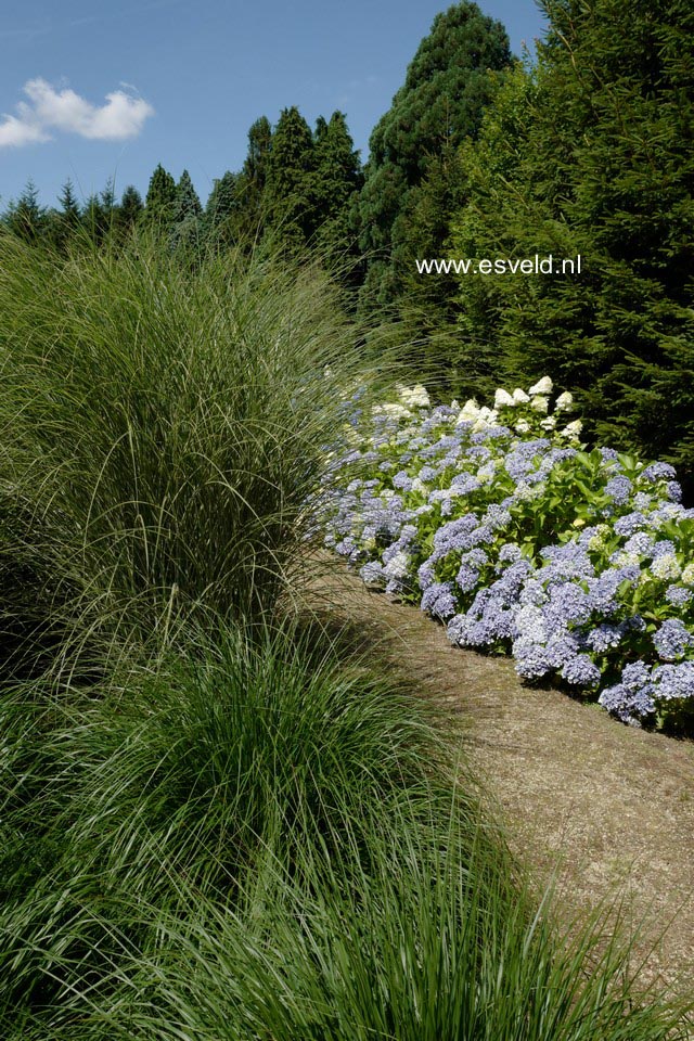 Miscanthus sinensis 'Morning Light'