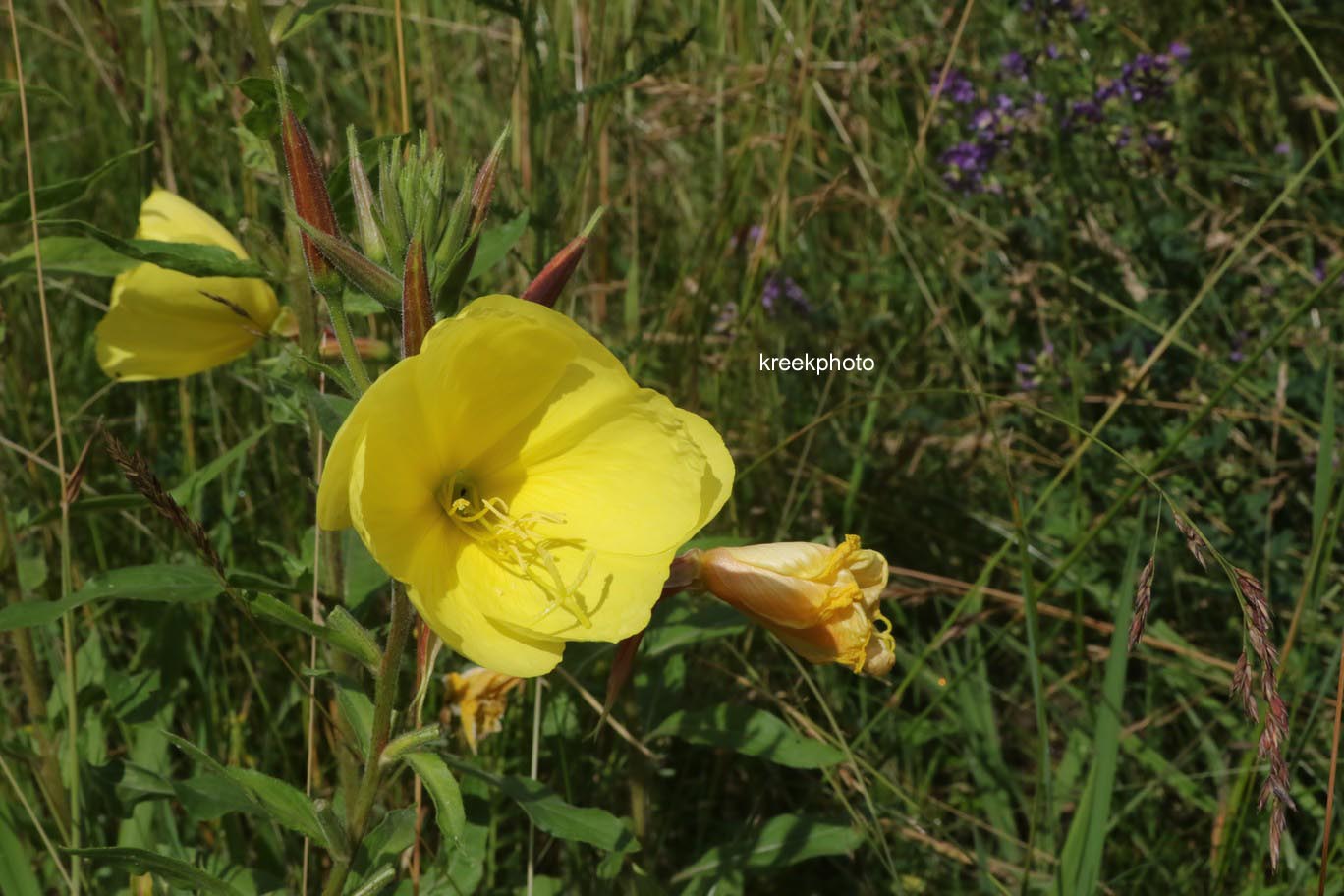 Oenothera biennis