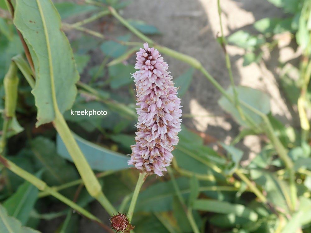 Persicaria bistorta 'Superba'