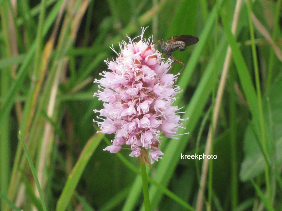Persicaria bistorta