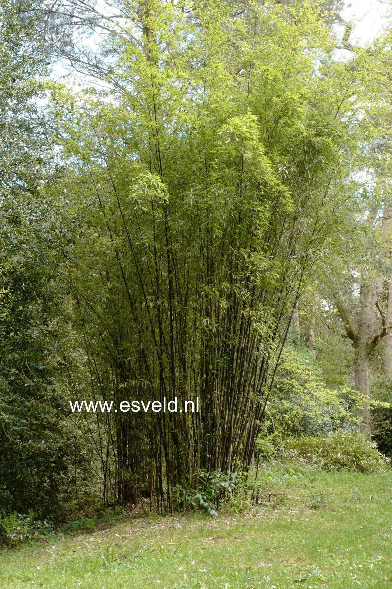 Phyllostachys nigra