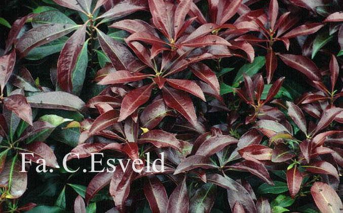 Pieris japonica 'Katsura'
