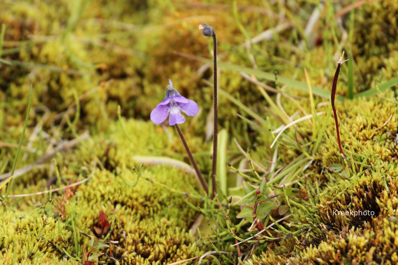 Pinguicula vulgaris