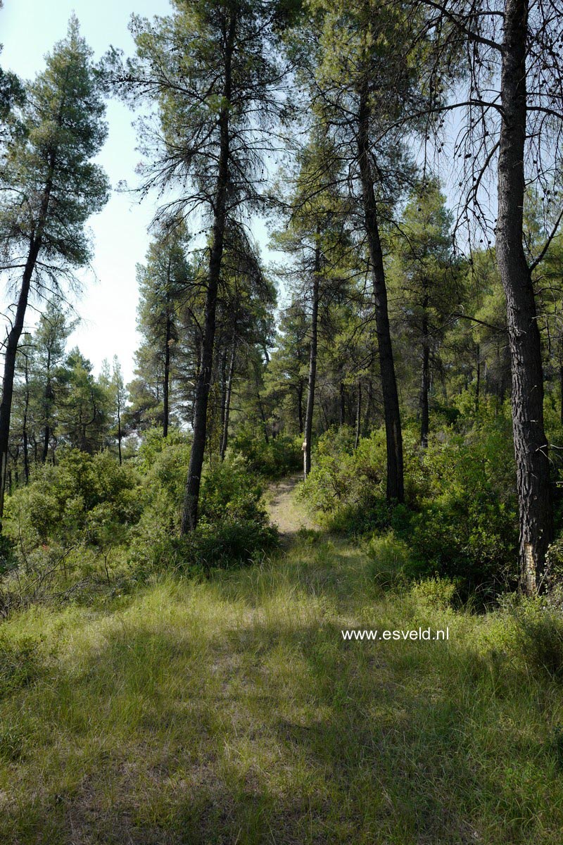 Pinus halepensis