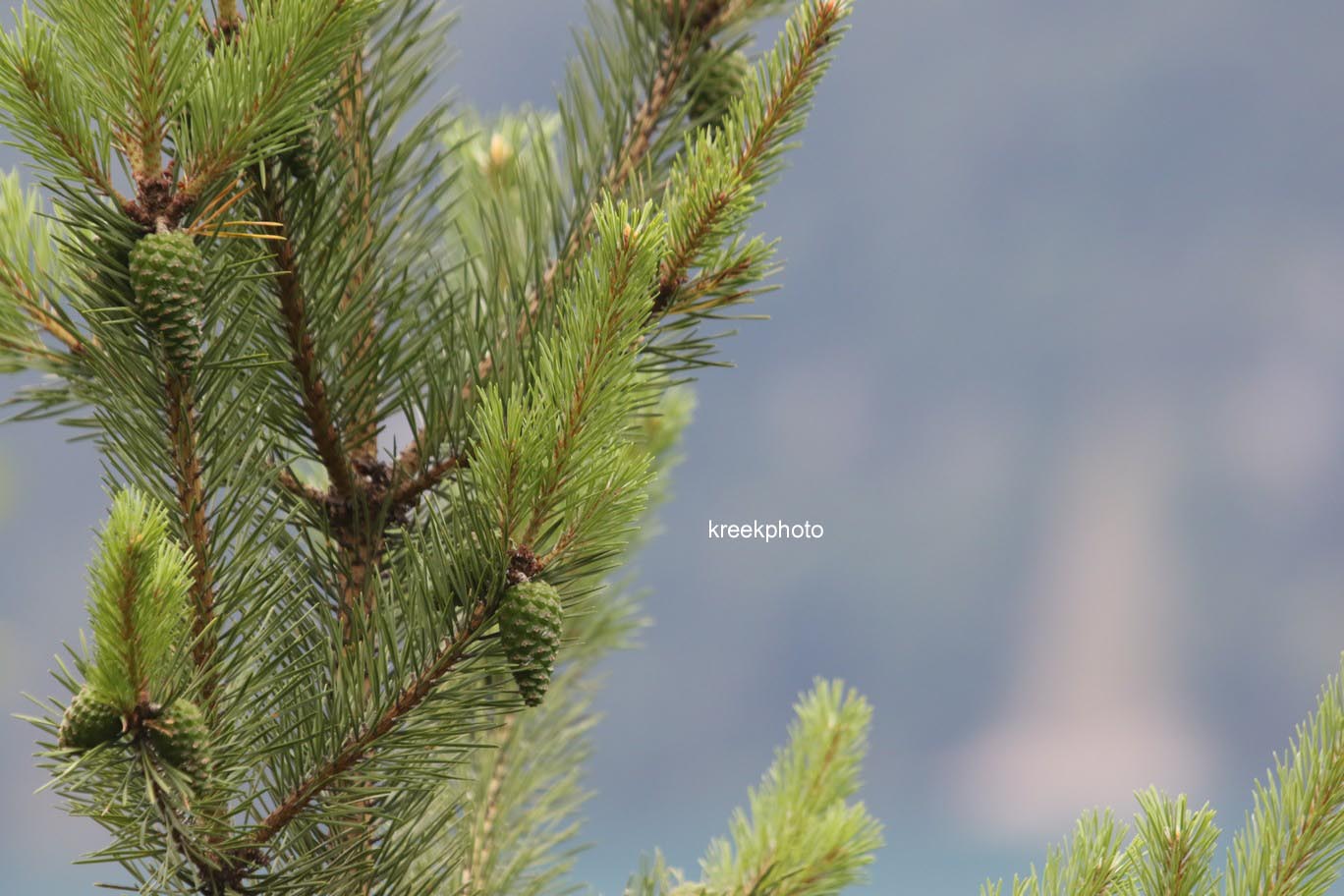 Pinus mugo subsp. uncinata