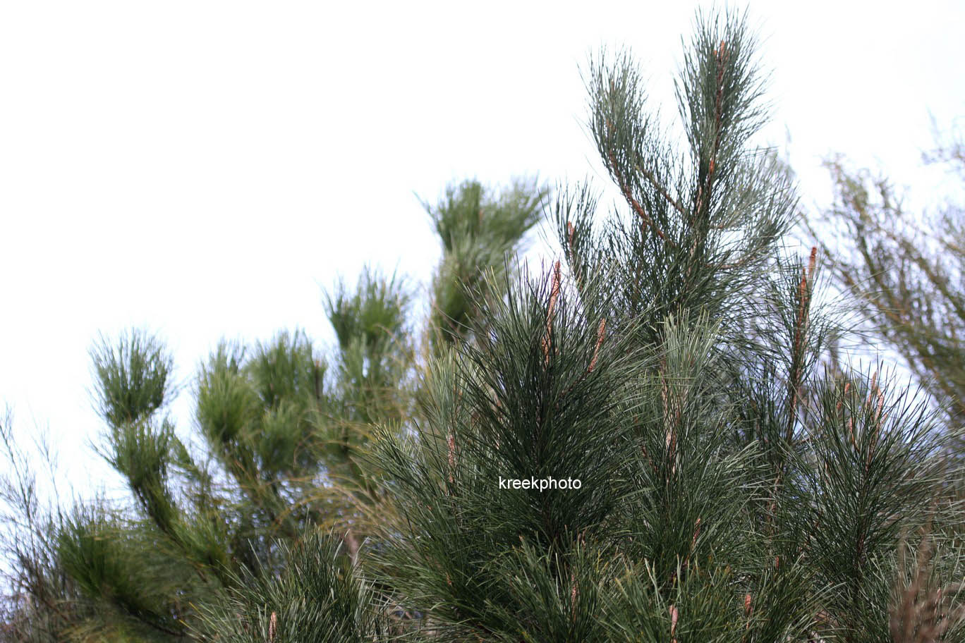 Pinus pinaster