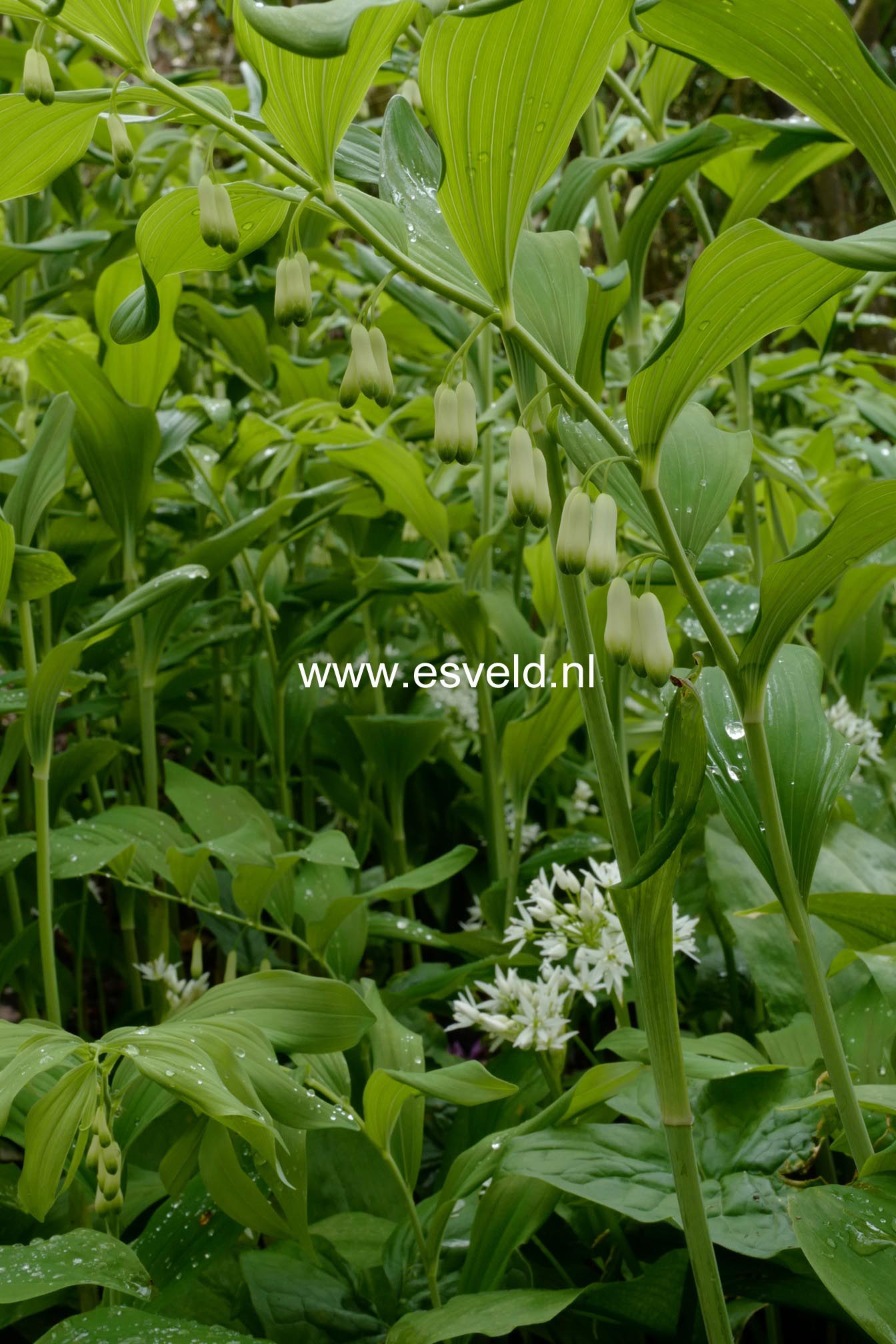 Polygonatum multiflorum