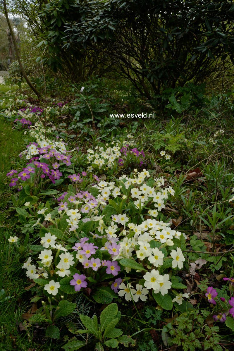 Primula vulgaris