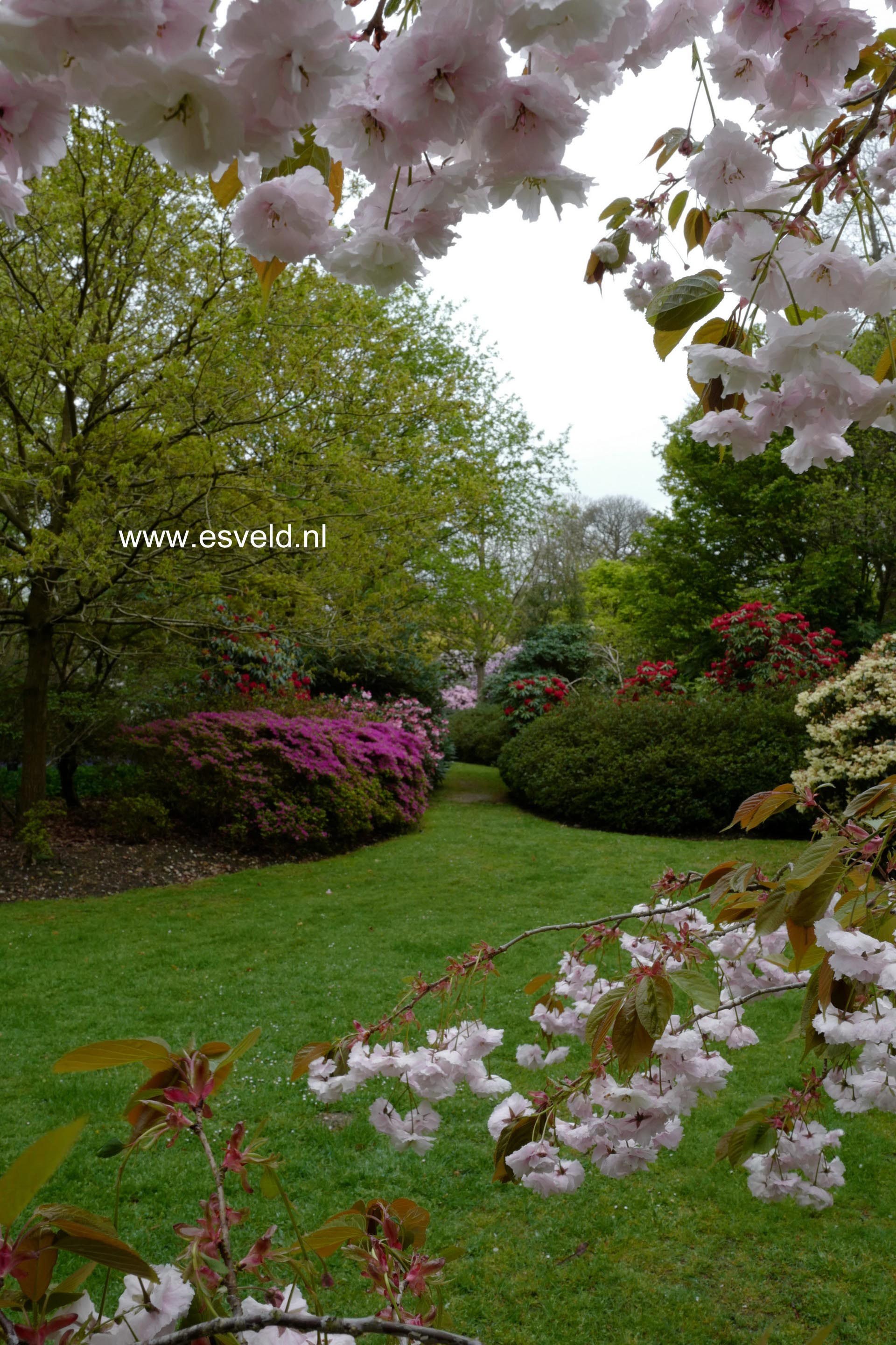 Prunus serrulata 'Fugenzo' (syn. 'Shirofugen')