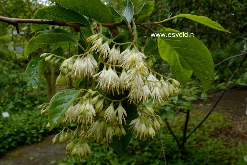 Pterostyrax corymbosa