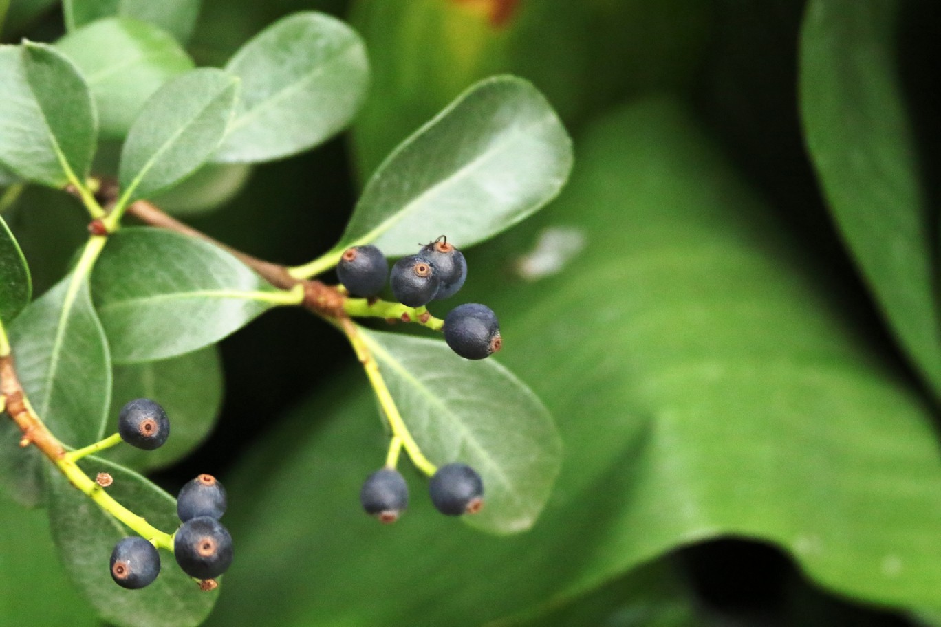 Rhaphiolepis umbellata