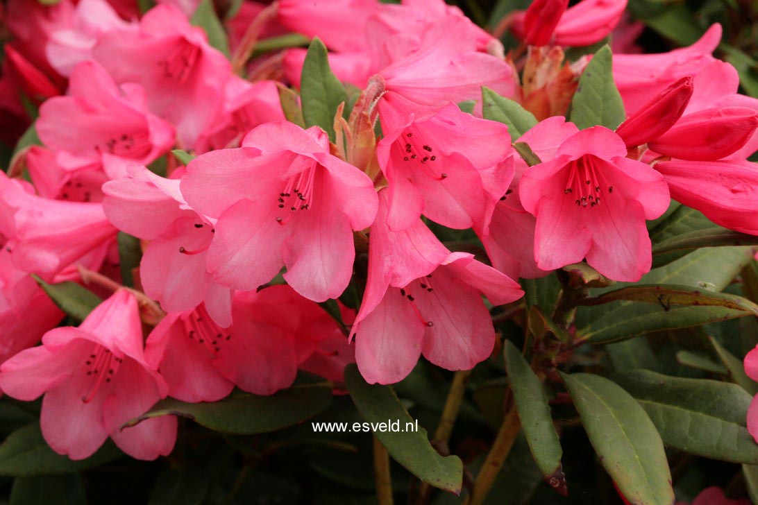 Rhododendron 'Winsome'