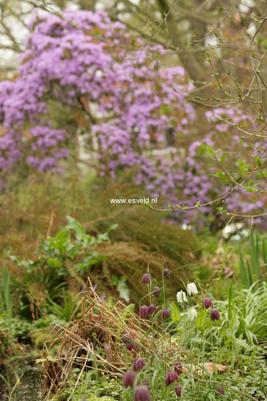 Rhododendron augustinii