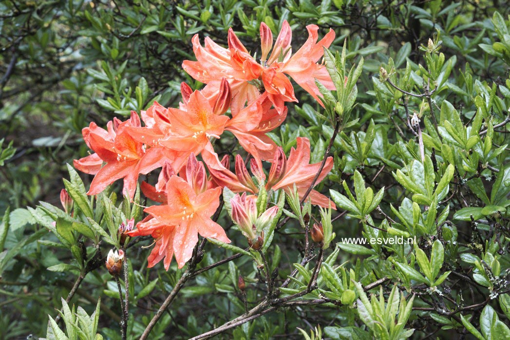 Rhododendron calendulaceum