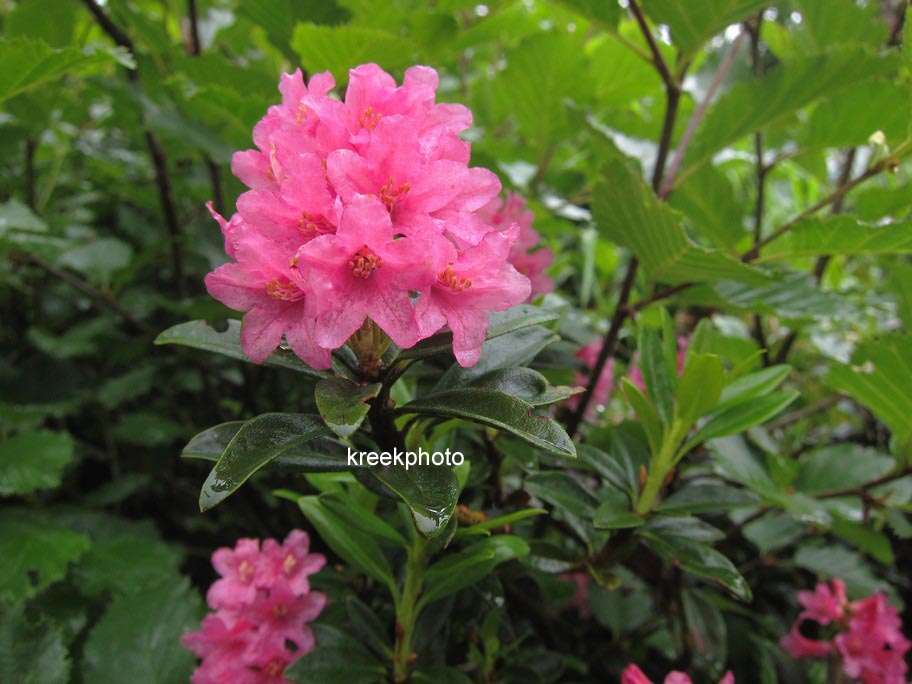 Rhododendron ferrugineum