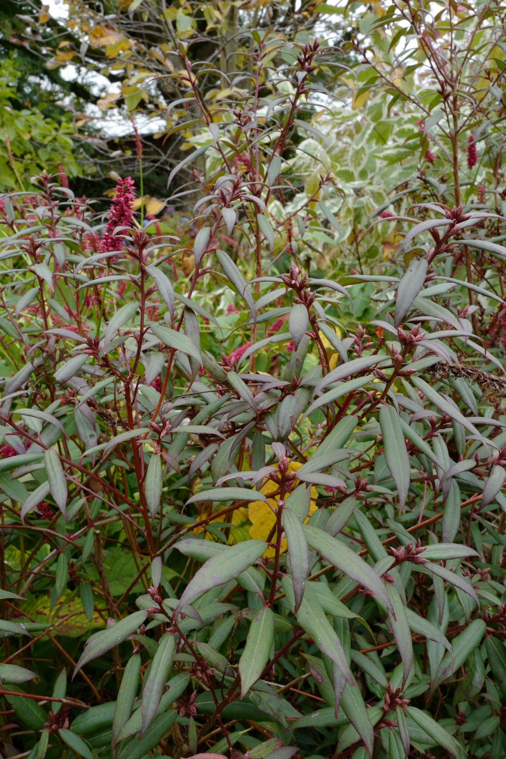 Rhododendron lutescens