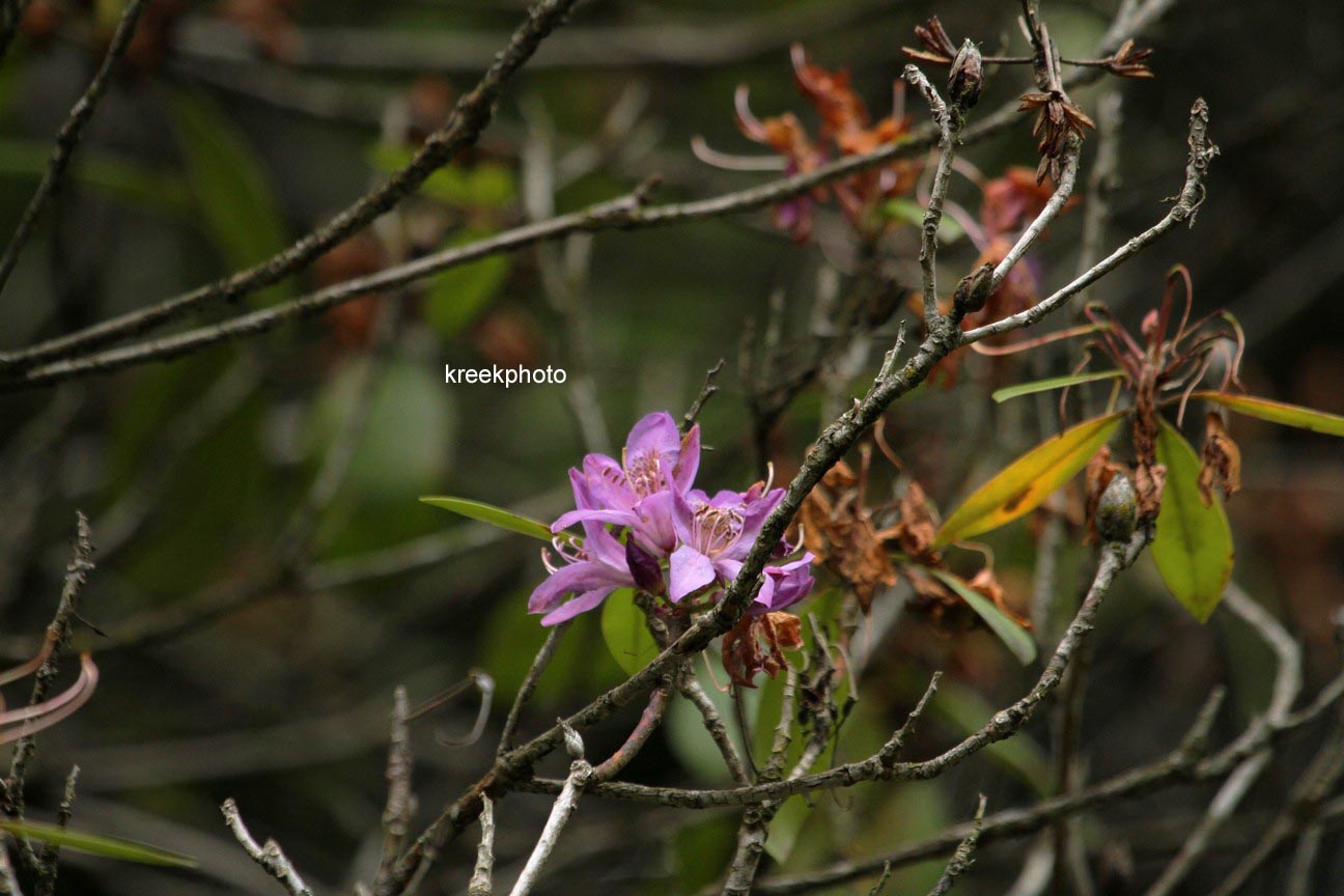 Rhododendron ponticum