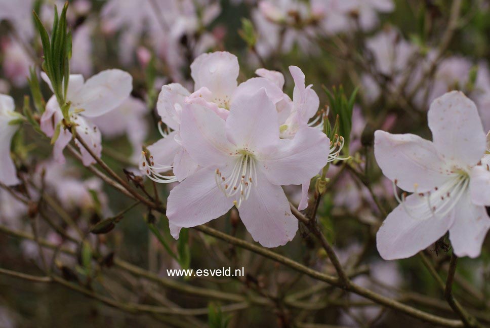 Rhododendron schlippenbachii
