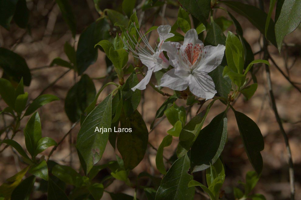 Rhododendron yunnanense