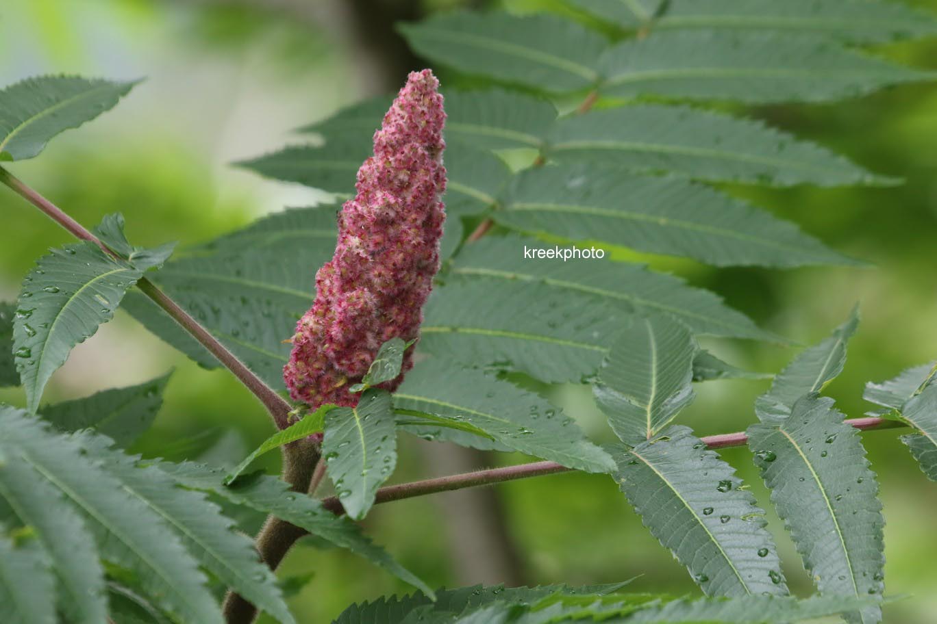 Rhus typhina