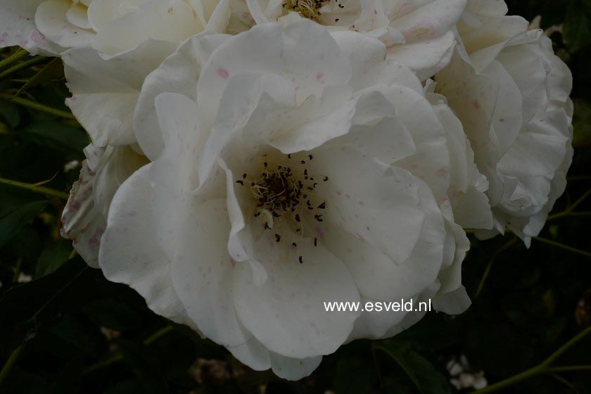 Rosa 'Schneewittchen' (KORBIN)
