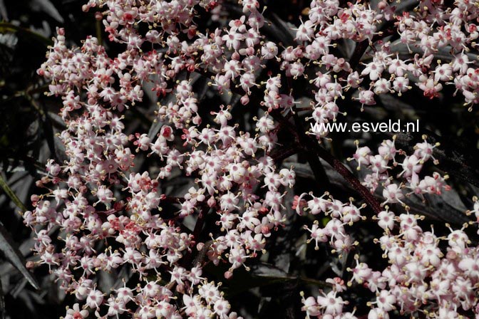 Sambucus nigra 'Eva' (BLACK LACE)