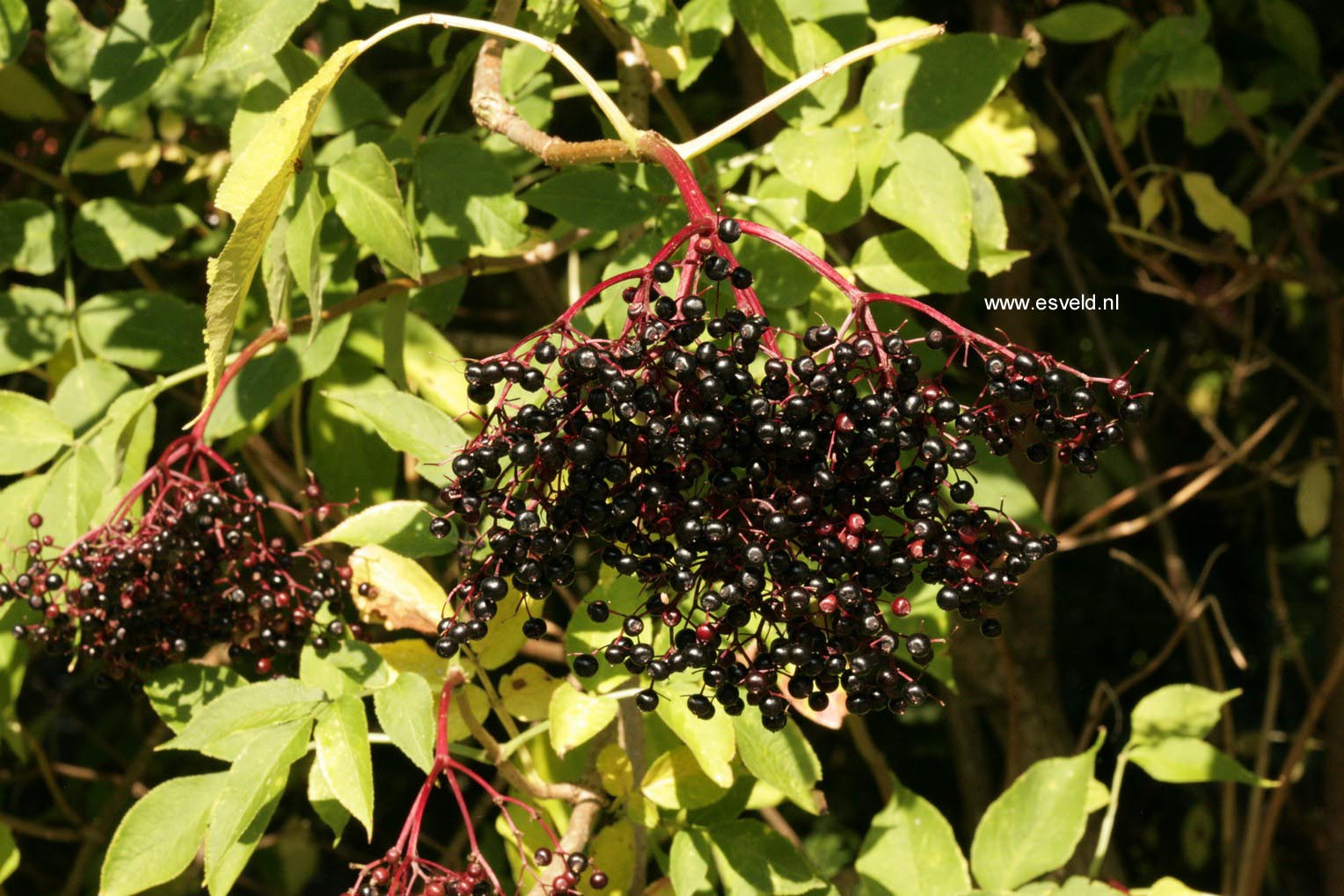 Sambucus nigra