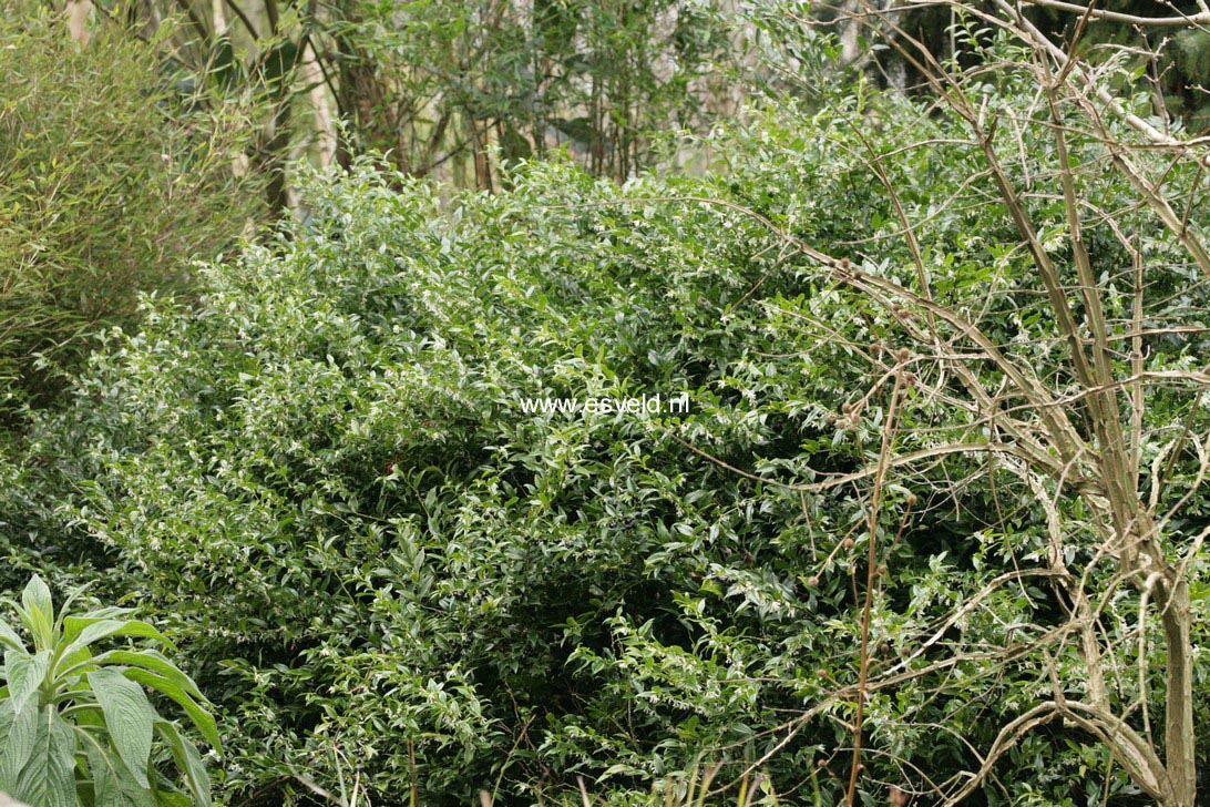 Sarcococca confusa