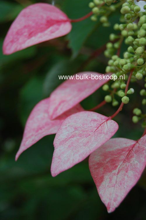 Schizophragma hydrangeoides 'Roseum'