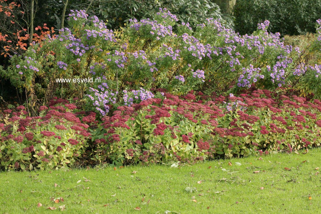 Sedum 'Herbstfreude'