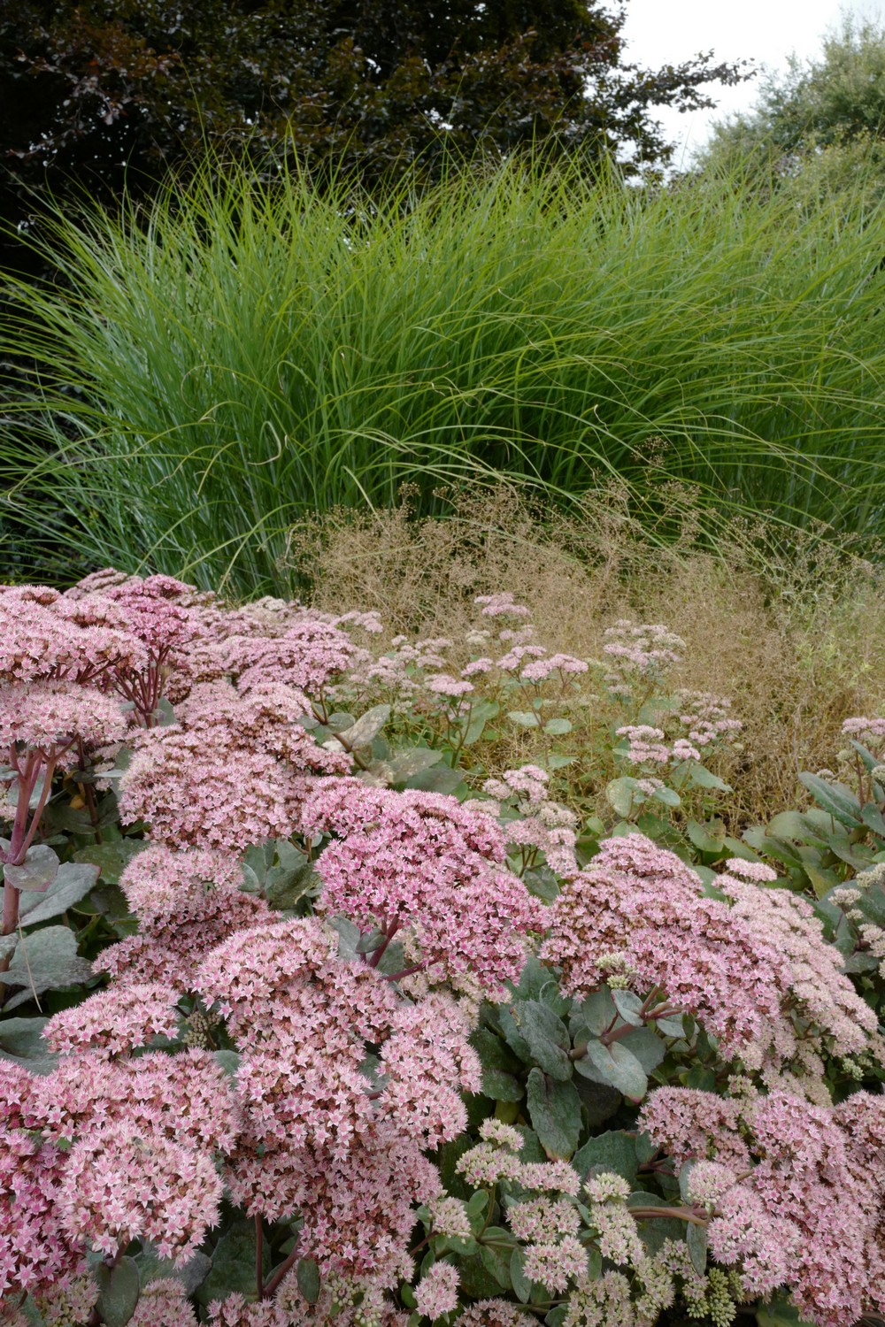 Sedum 'Matrona'