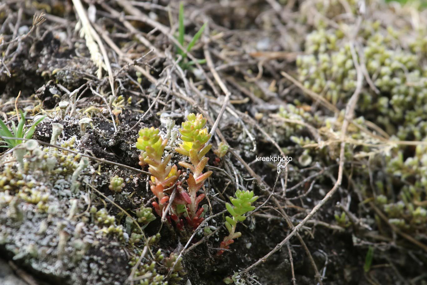 Sedum acre