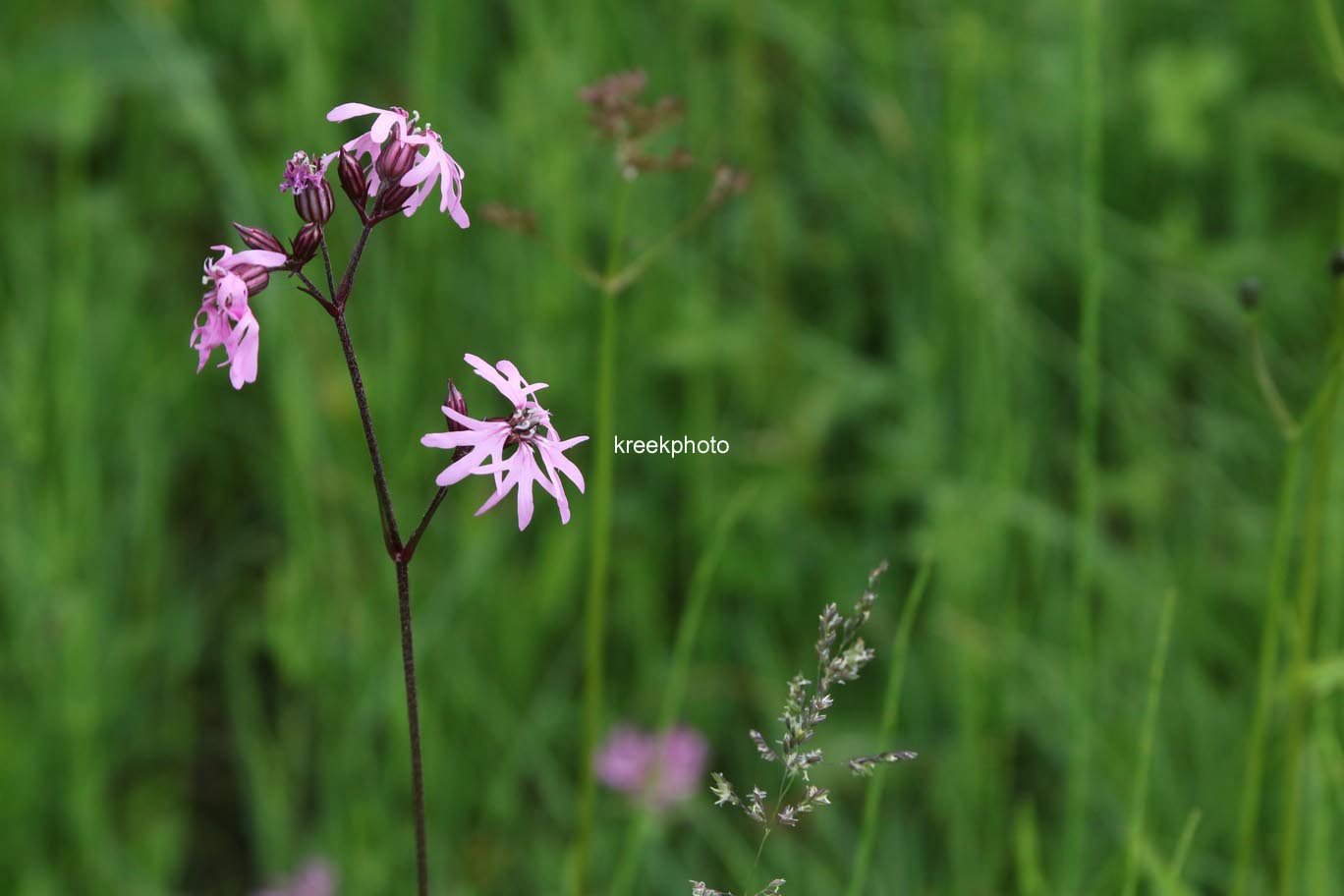 Silene dioica