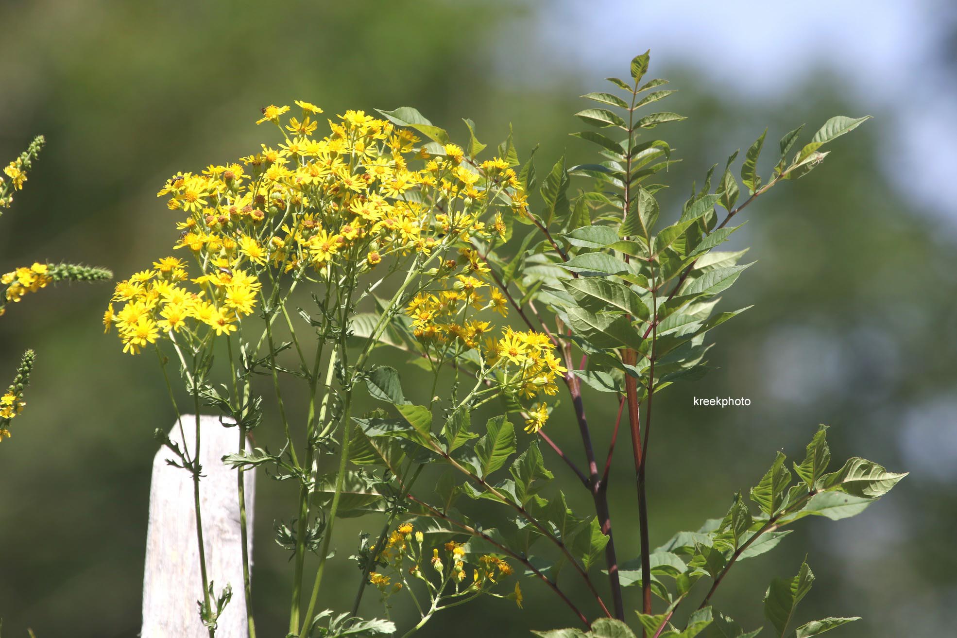 Solidago virgaurea