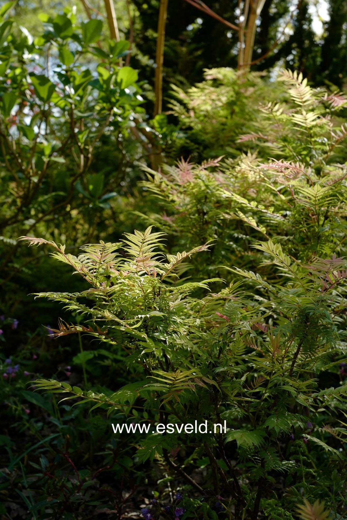 Sorbaria sorbifolia 'Sem'