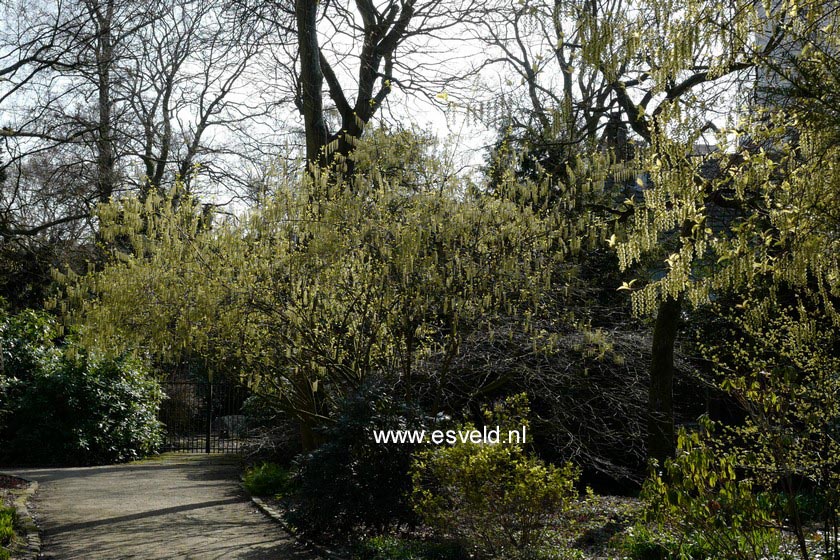Stachyurus chinensis