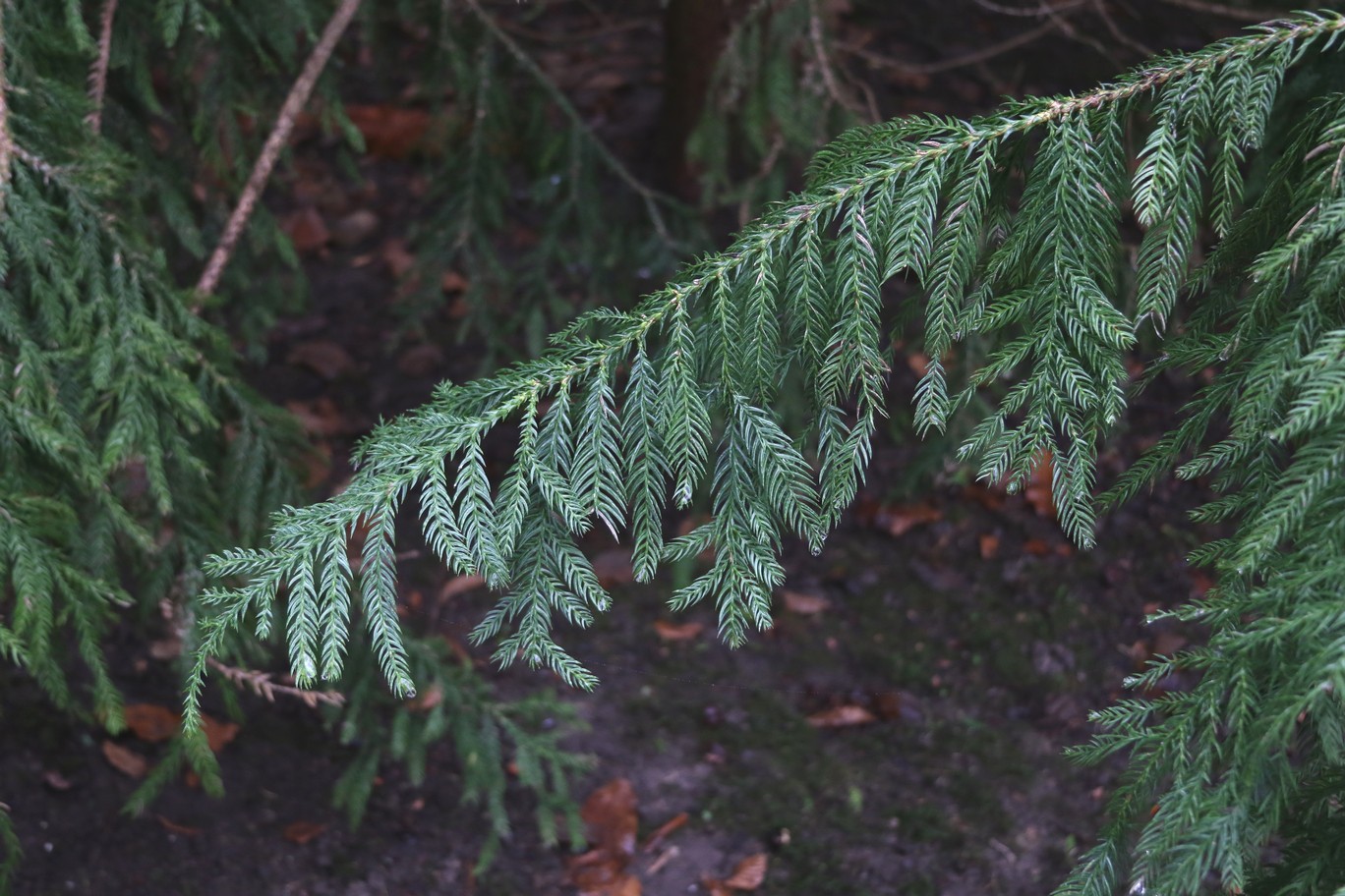 Taiwania cryptomerioides