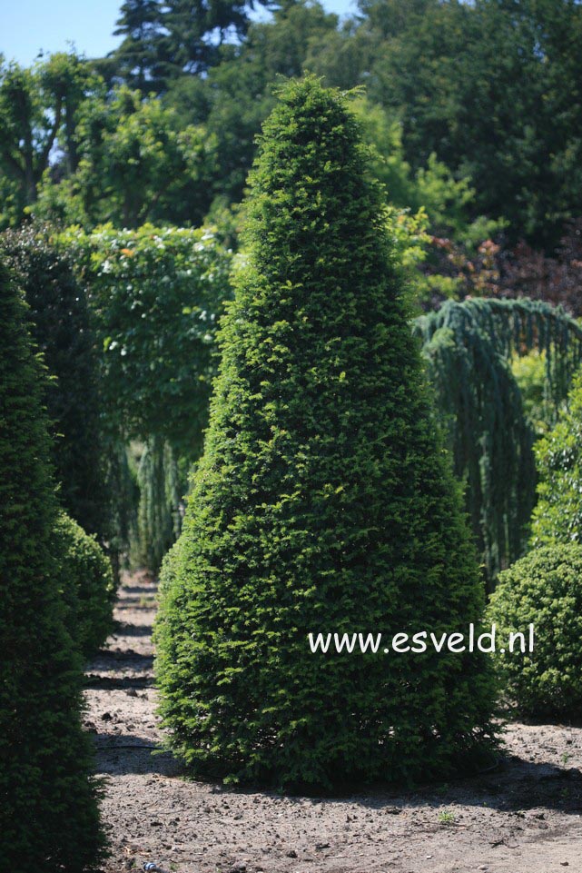 Taxus baccata