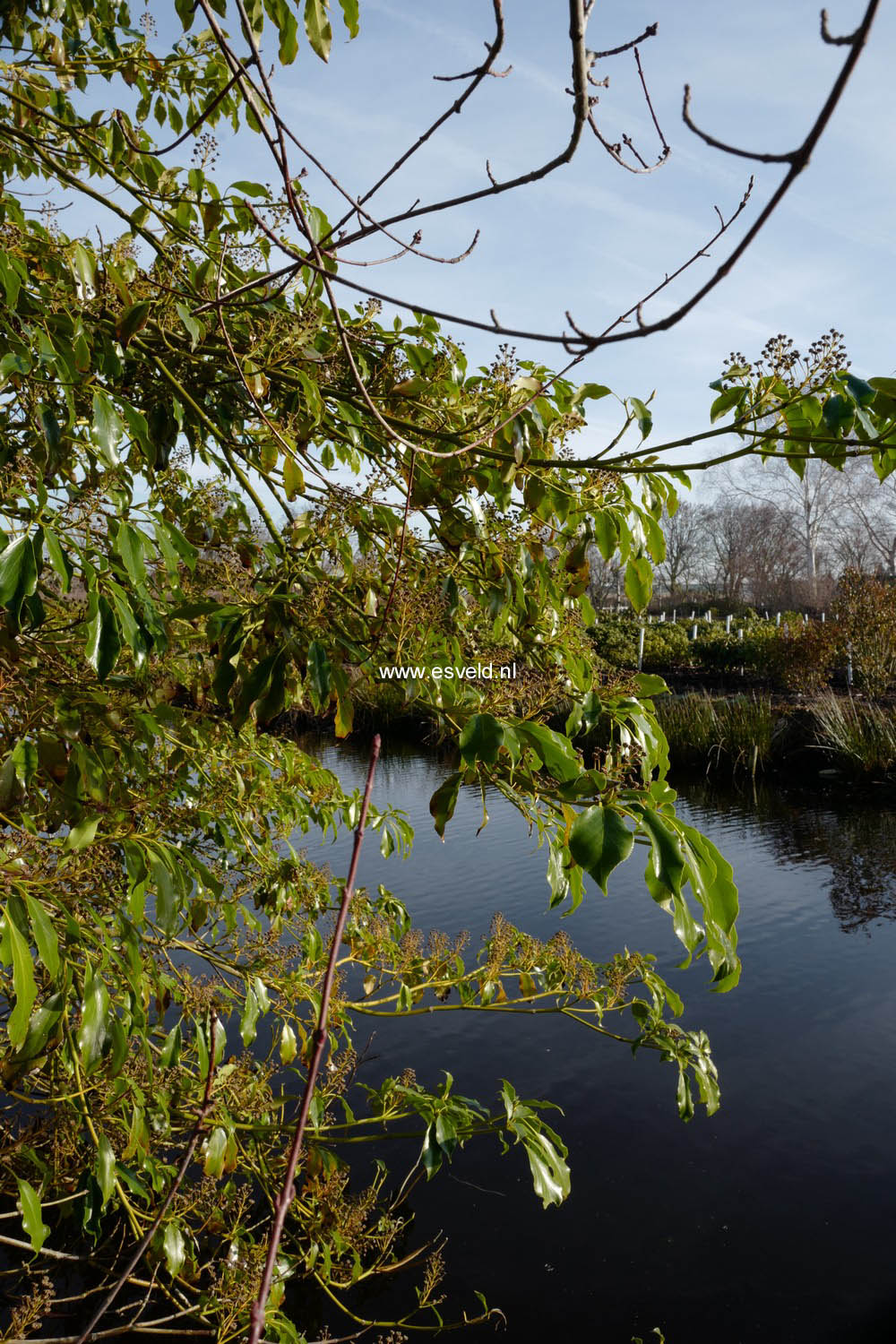 Trochodendron aralioides