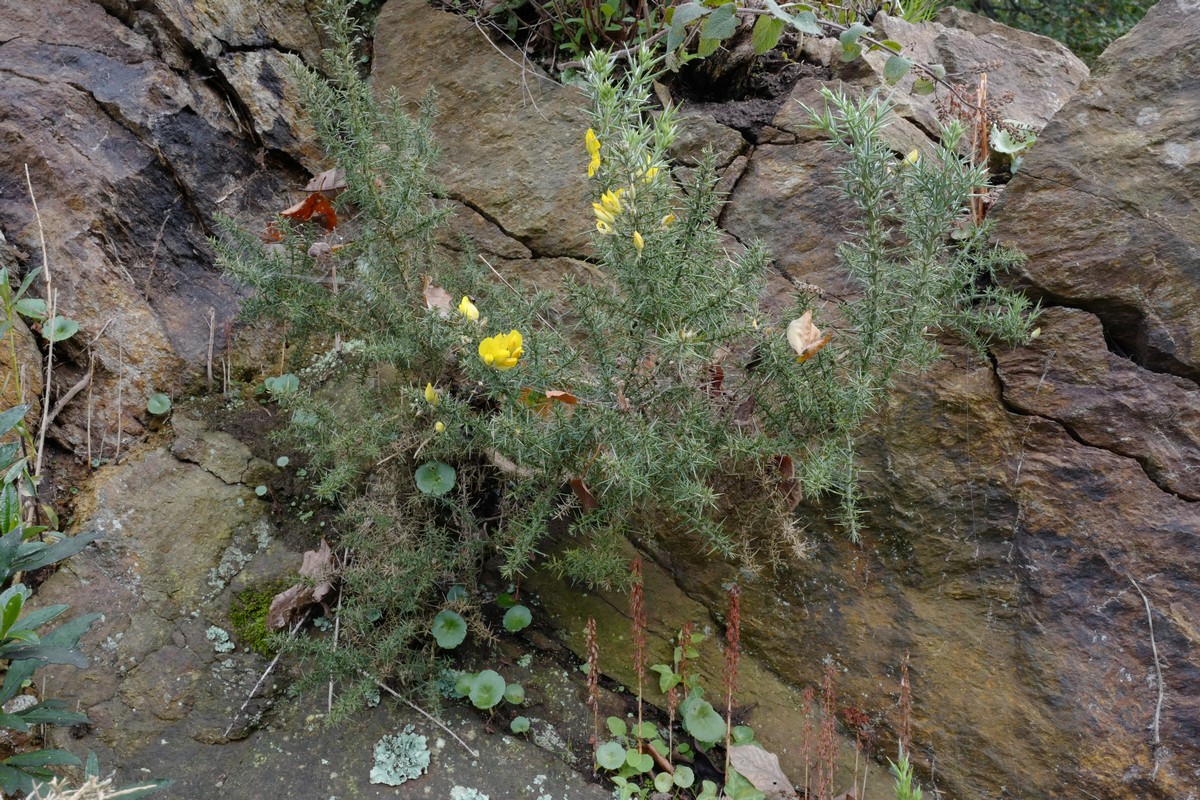 Ulex europaeus