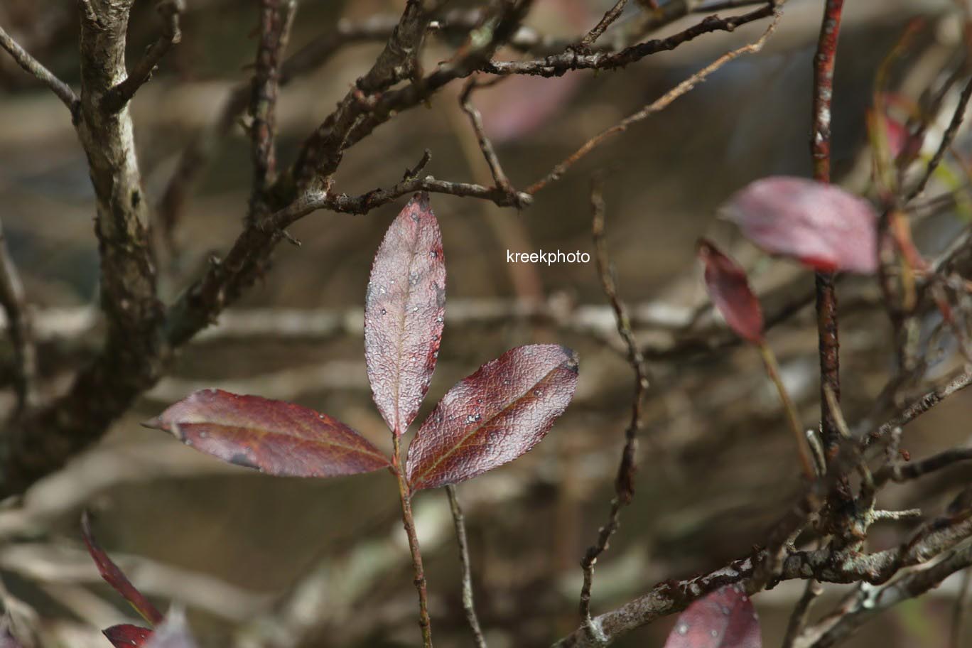 Vaccinium padifolium