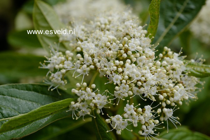 Viburnum nudum