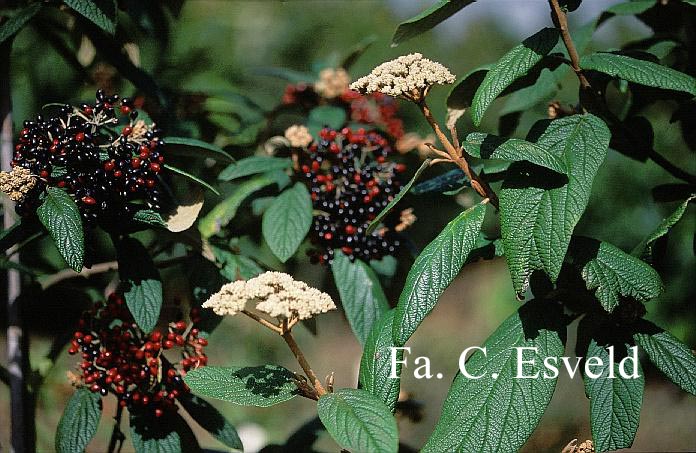 Viburnum rhytidophyllum 'Dart's Duke' (INTERDUKE)