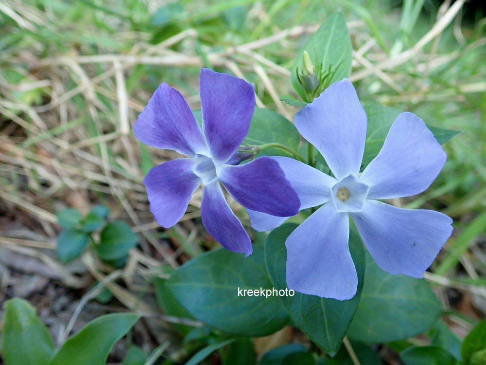 Vinca major