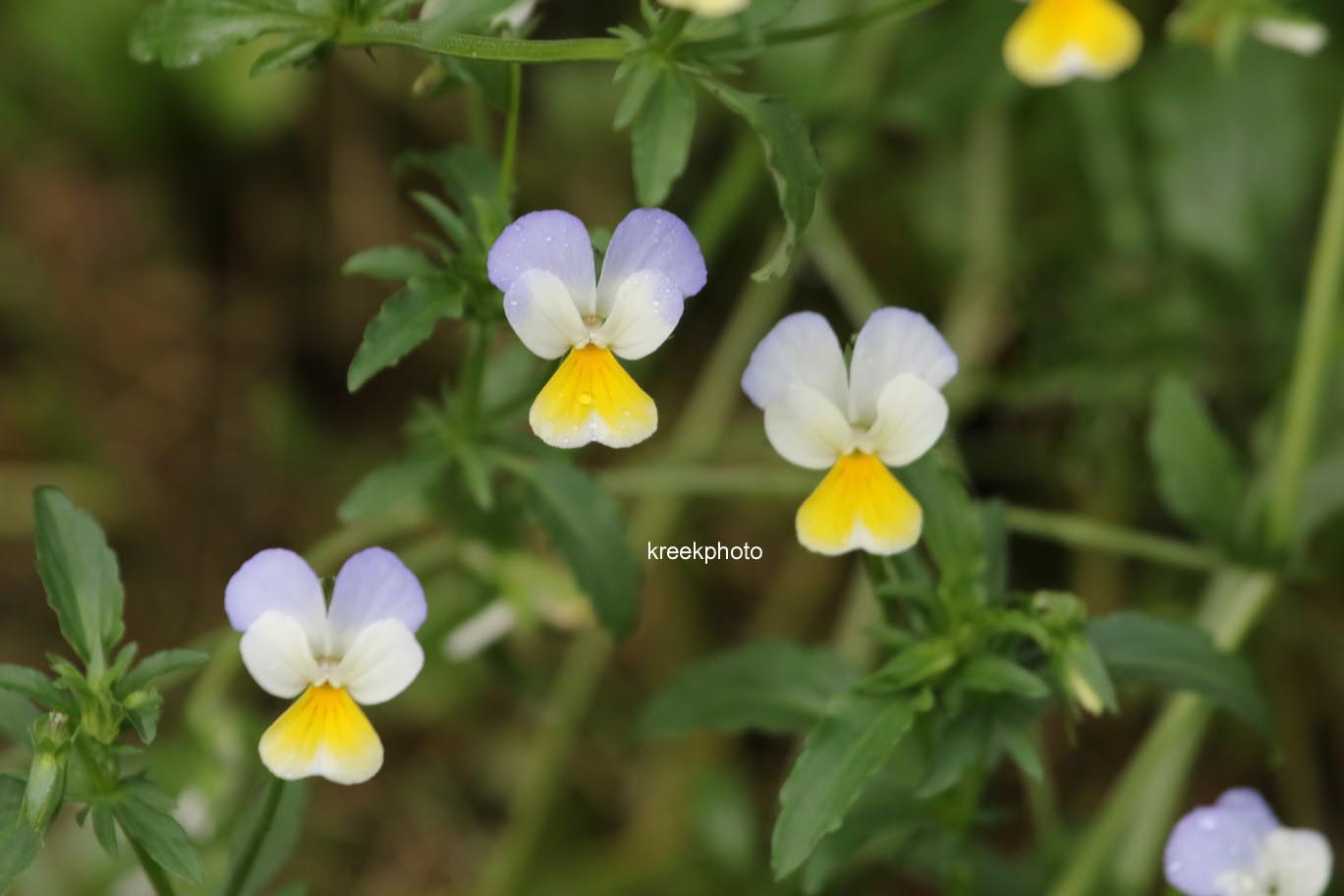 Viola cornuta