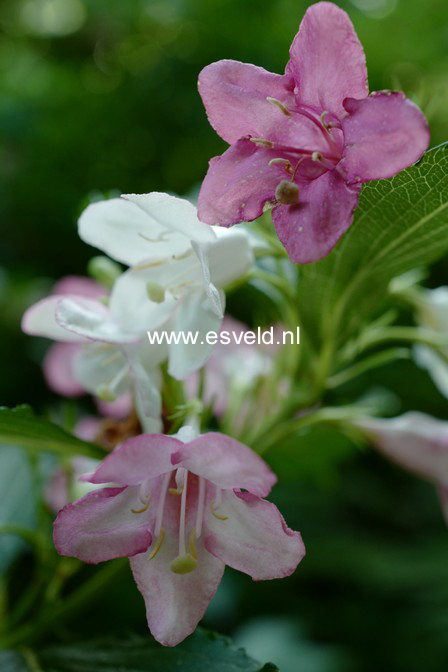 Weigela coraeensis