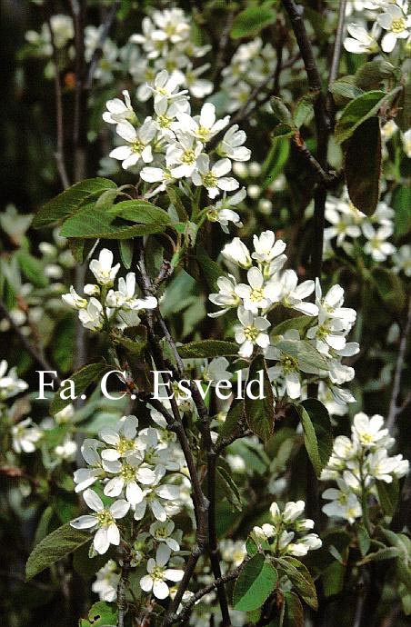 Amelanchier spicata (17161)