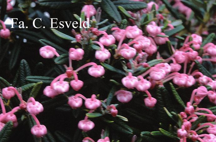 Andromeda polifolia 'Blue Ice' (17166)