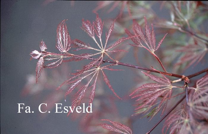 Acer palmatum 'Sumi shidare'